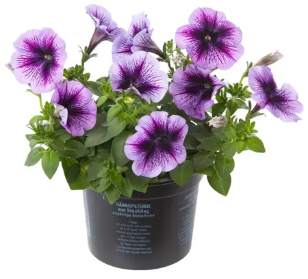 Petunia - afbeelding 3