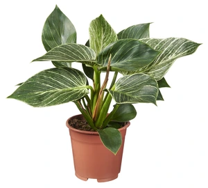 Philodendron birkin