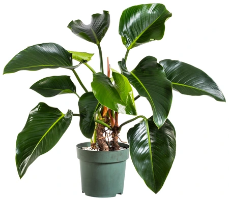 Philodendron 'Green Beauty'