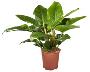 Philodendron 'Imperial Green'