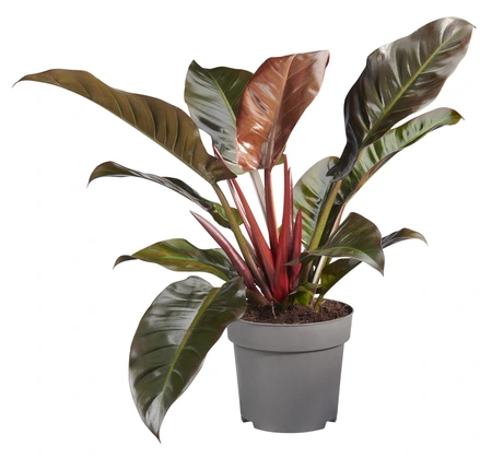 Philodendron 'Imperial Red'