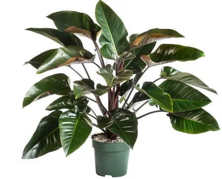 Philodendron 'Red Beauty'