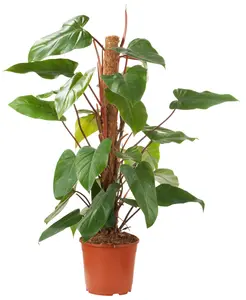 Philodendron 'Red Emerald'