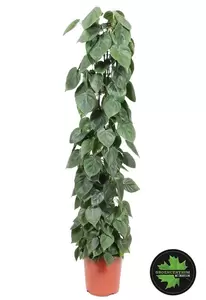 Philodendron scandens op stok