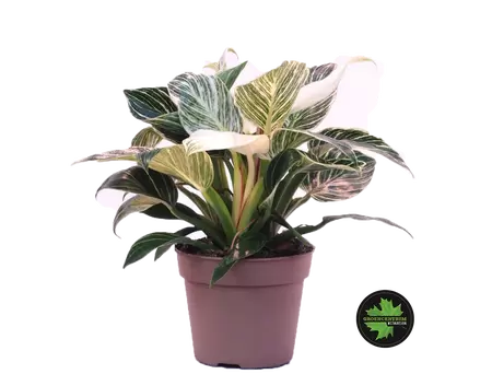 Philodendron white wave