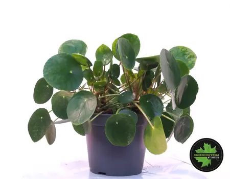 Pilea peperomioides