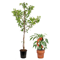 Planten, bomen en kruiden