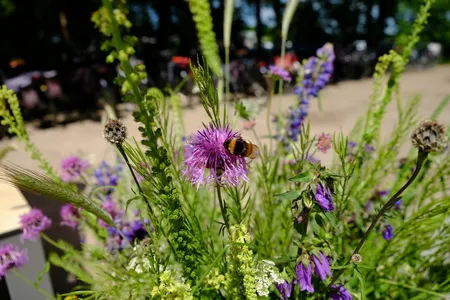 Plukmengsel inheemse planten voor op de vaas - afbeelding 1