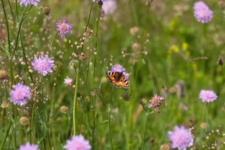 Plukmengsel inheemse planten voor op de vaas - afbeelding 2