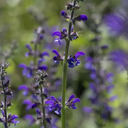 Plukmengsel inheemse planten voor op de vaas - afbeelding 3