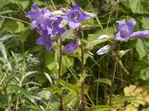 Ruig klokje - Campanula trachelium