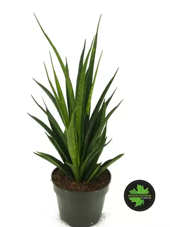 Sansevieria