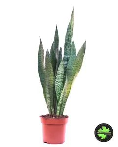 Sansevieria