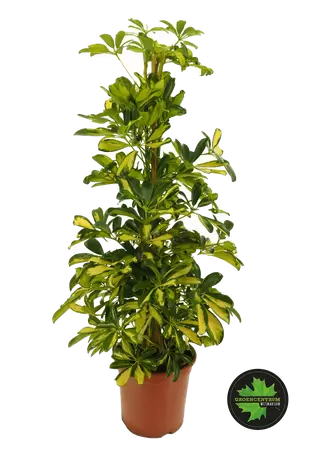 Schefflera