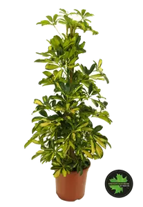 Schefflera