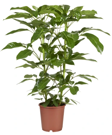 Schefflera actinophylla