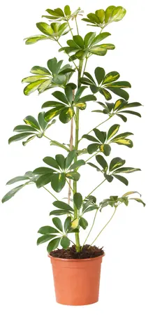 Schefflera arboricola 'Gold Capella'