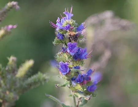 Slangenkruid - Echium vulgare