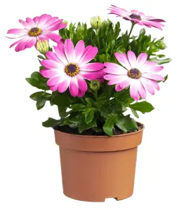 Spaanse margrieten - afbeelding 4