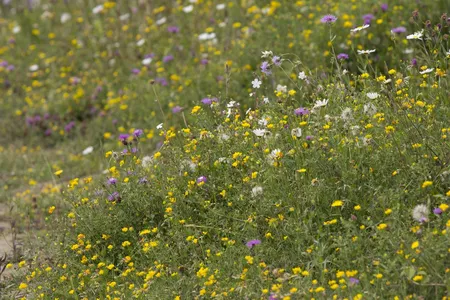 Speelnatuur bloemenweide - afbeelding 1