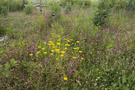 Speelnatuur bloemenweide - afbeelding 2