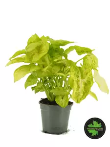 Syngonium golden feel green