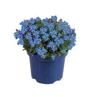 Tuinplanten