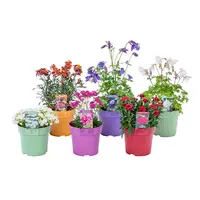 Vaste planten