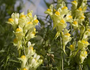 Vlasbekje - Linaria Vulgaris