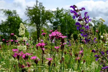 Vlindertuin - afbeelding 1