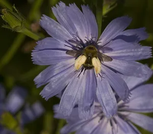 Wilde cichorei - Cichorium intybus