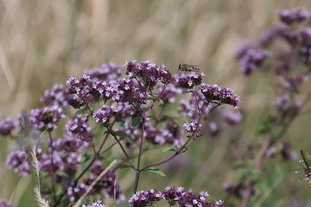 Wilde marjolein - Origanum vulgare