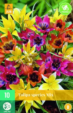 X 10 Tulipa Species Mix