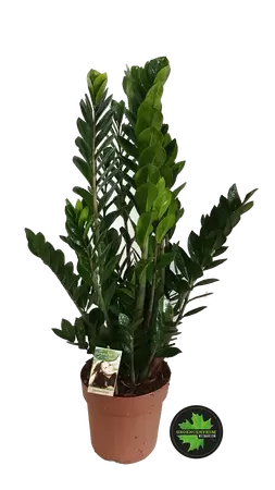 Zamioculcas