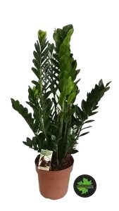 Zamioculcas